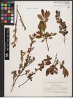 Foto von Salix aurita L. x Salix myrtilloides L.